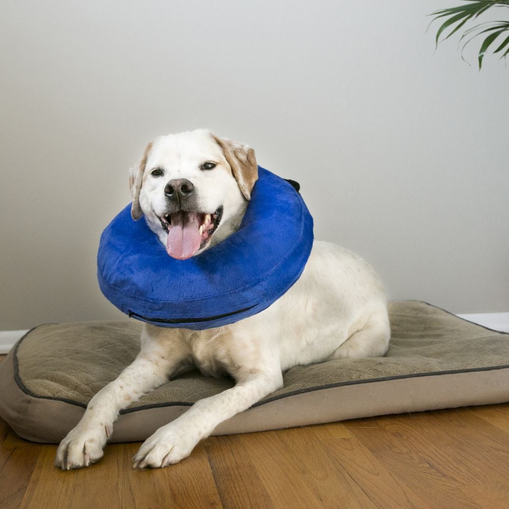 kong pillow collar