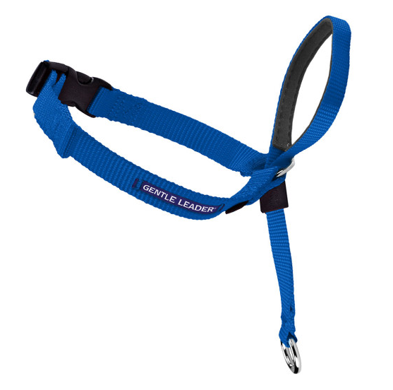 Petsafe Gentle Leader Quick Release Royal Blue Headcollar for Dogs - Medium, 25-60 lb Bags Image