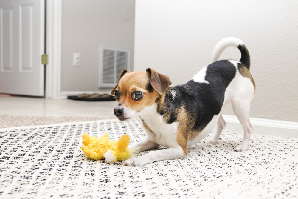 kong duck dog toy