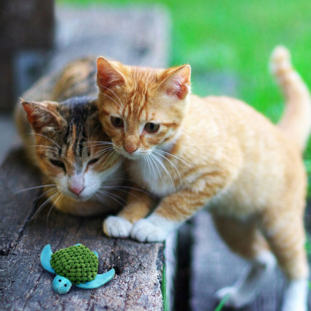 turtle cat toy