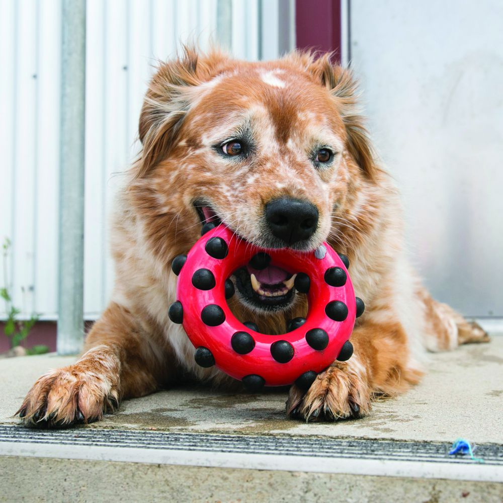 KONG Dotz Circle Dog Toy | PetFlow