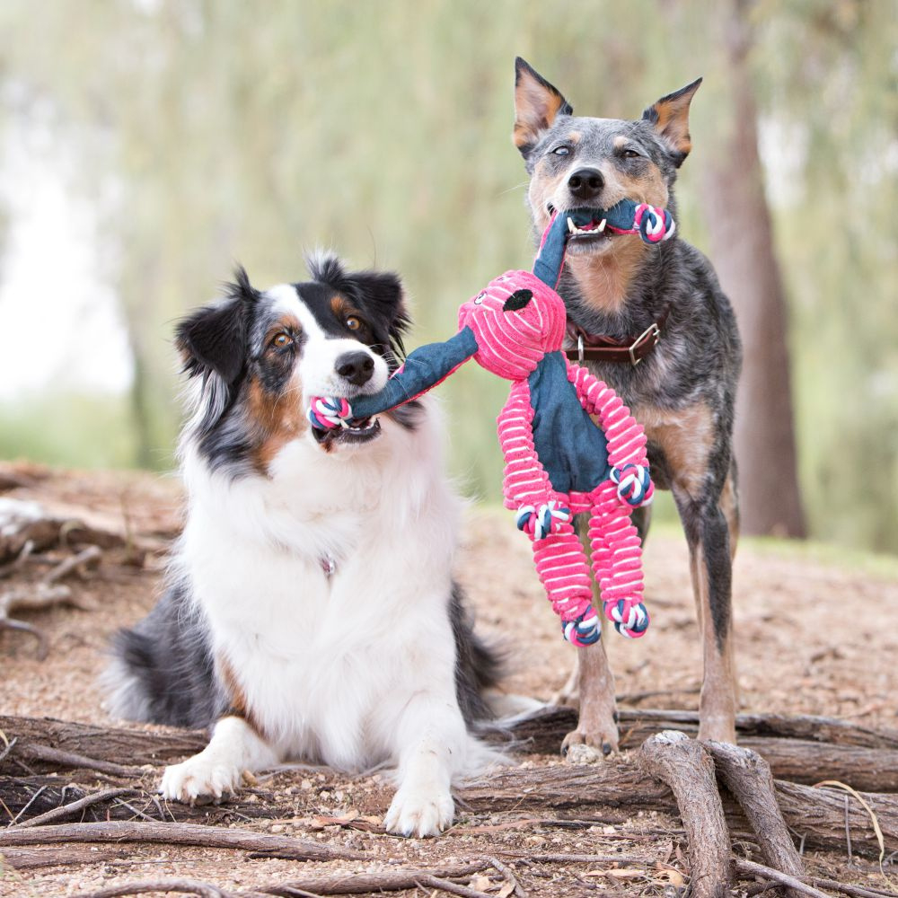 kong floppy knots bunny dog toy