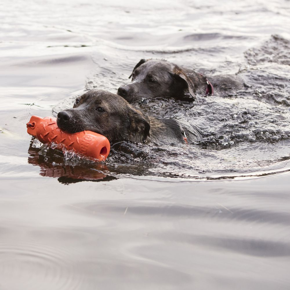 best floating dog toys