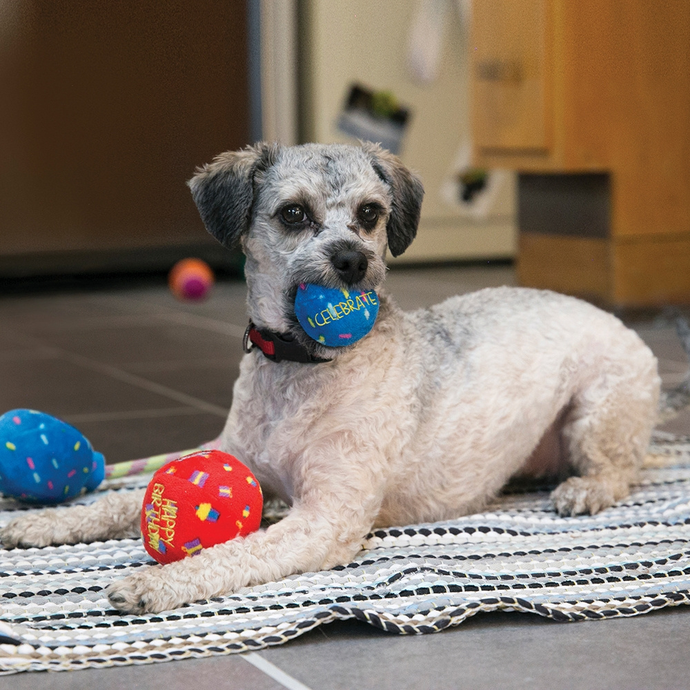 kong occasions birthday balloon rope plush dog toy