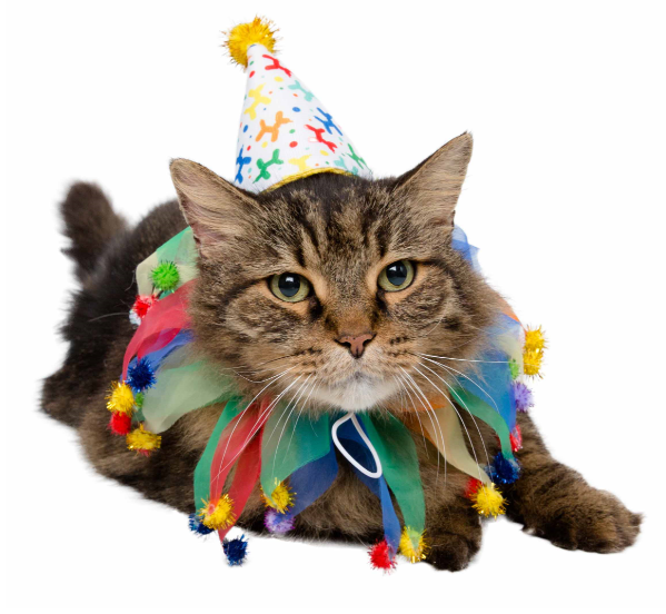 Pet Krewe Birthday Celebration Pet Costume - Large/X-Large Image