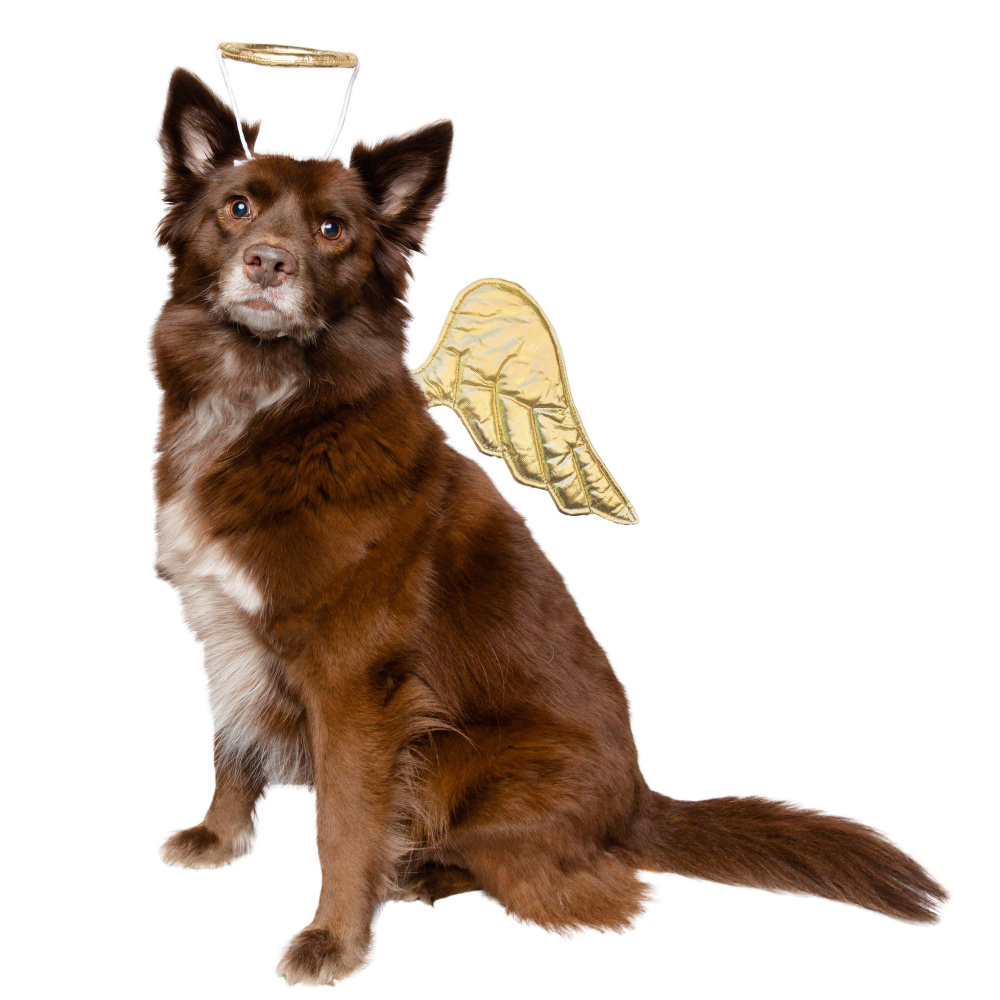 Pet Krewe Angel Costume for Cats  Dogs - Single Image